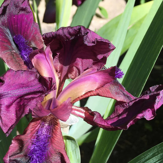 Iris Flower: In The Garden With Lucy