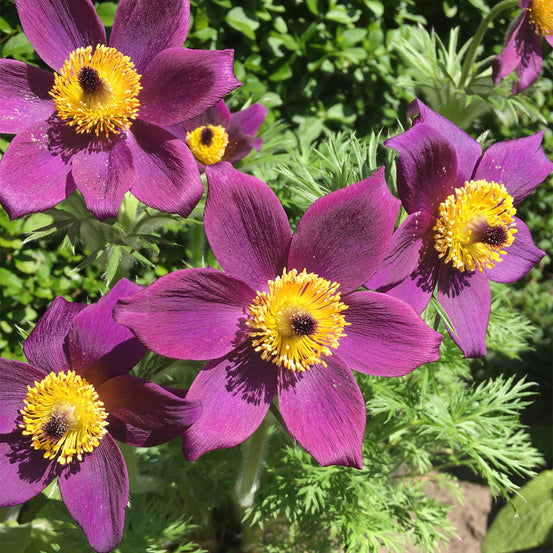 In The Garden With Lucy