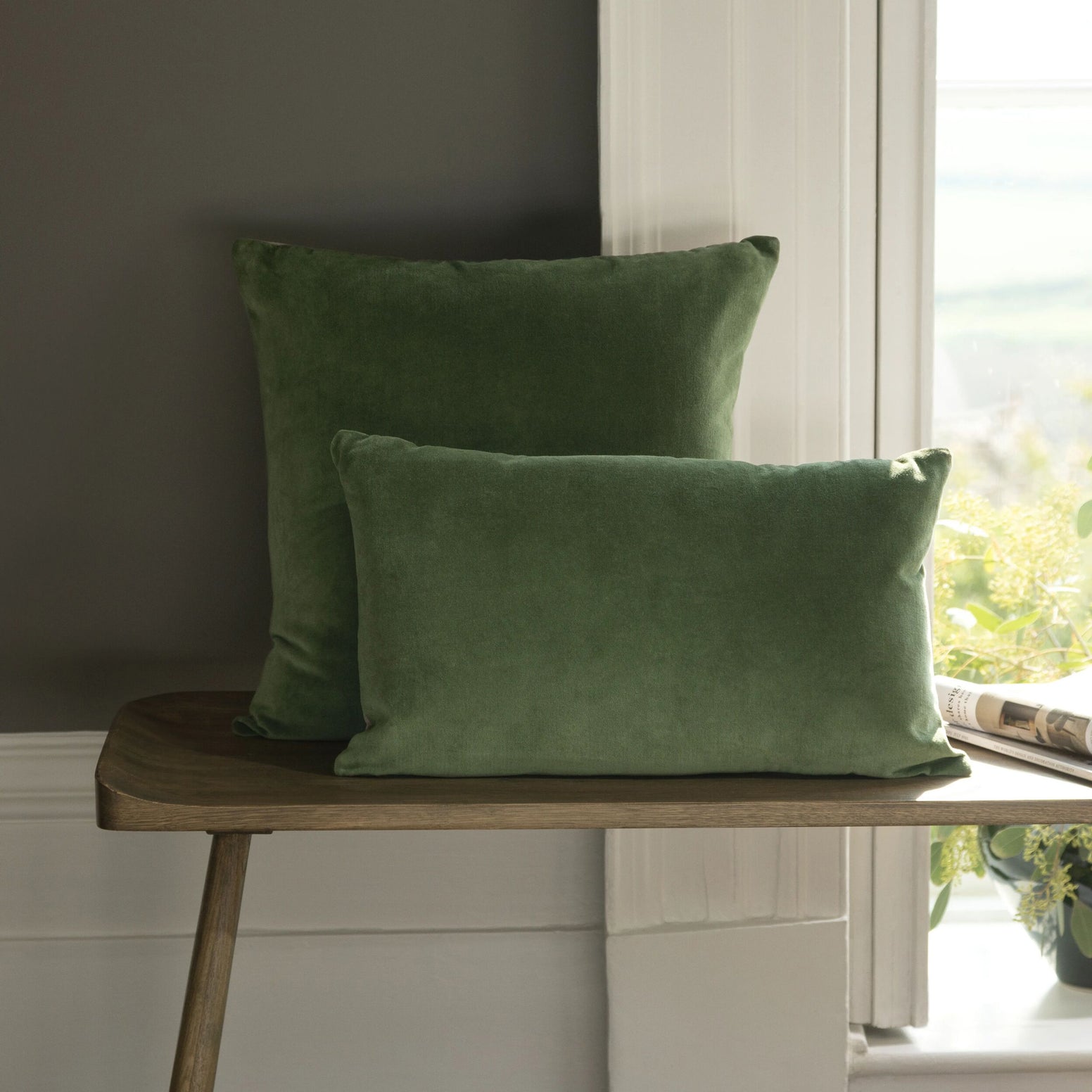 Olive-product_image