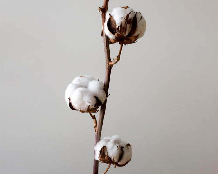 What Is Hygro Cotton Christy